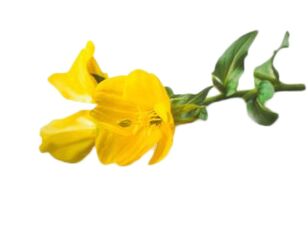 Aceite de onagra en Reduslim